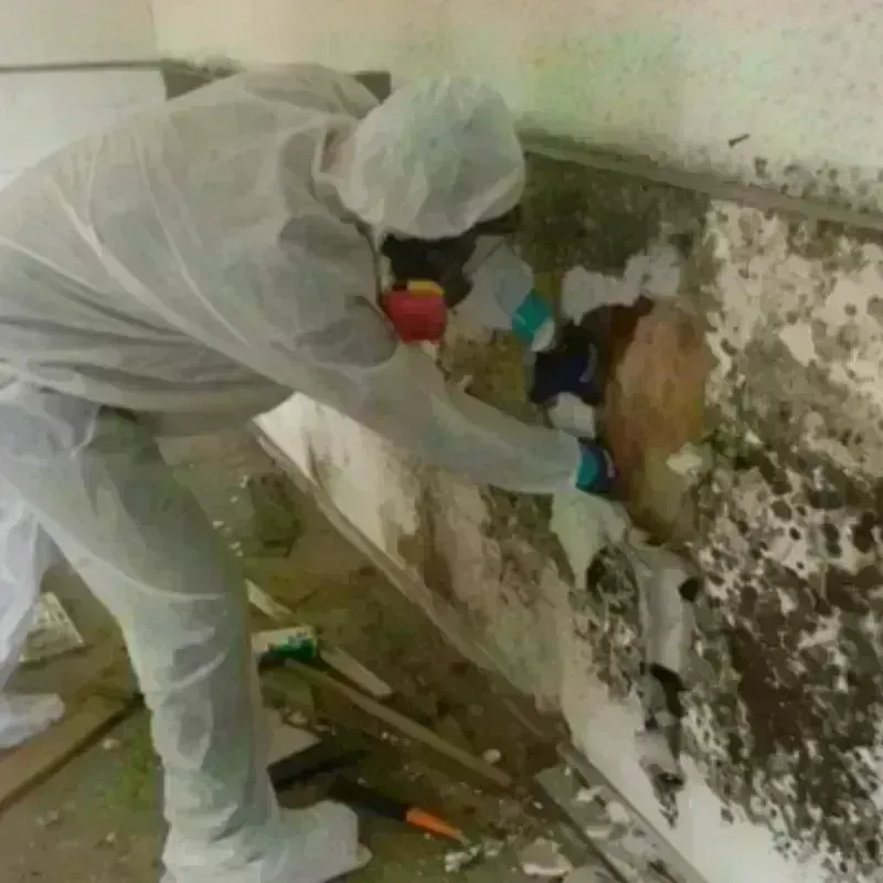 Mold Remediation and Removal in Gardner, IL